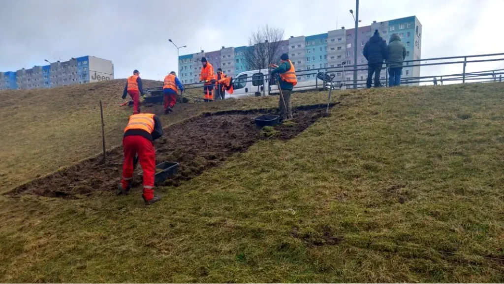 Sadzenie iglaków przy trasie PST